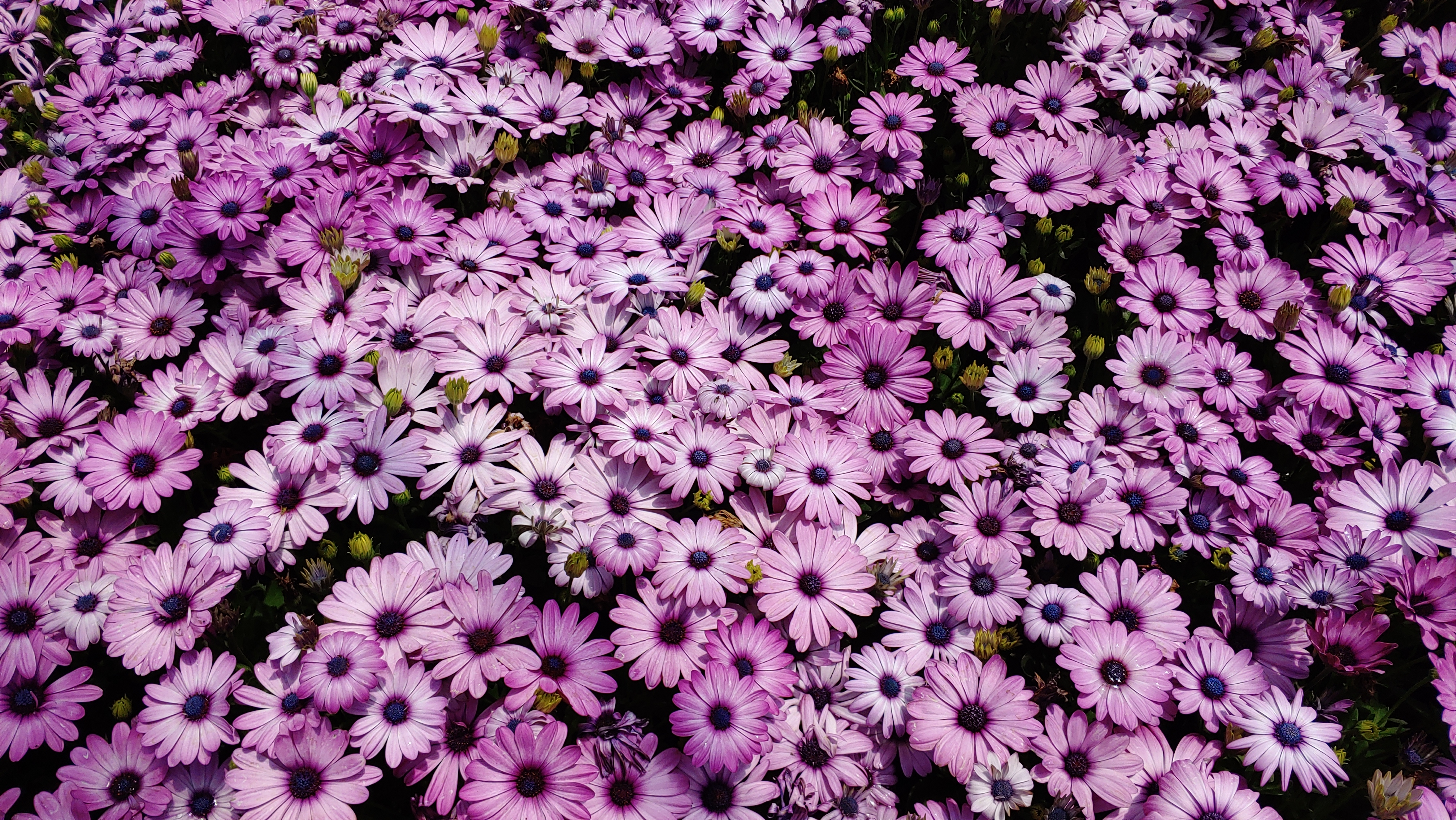 Osteospermum eckloni